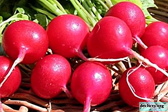 Sax radish variety RS. Distinctive features, the rules of cultivation, harvesting and storage of crops - Vegetable growing