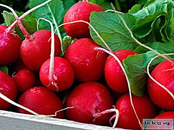 A variety of radish Heat. Characterization and description, features of cultivation and care - Vegetable growing