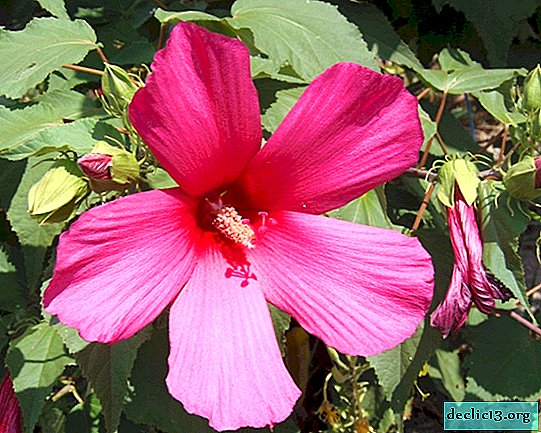 Veislės rožinio hibisko. Reprodukcijos ir gėlių priežiūros ypatybės