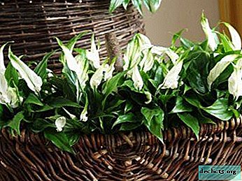 Varieties of Spathiphyllum Sweet - Chico, Benito and others. Features of flowering and care