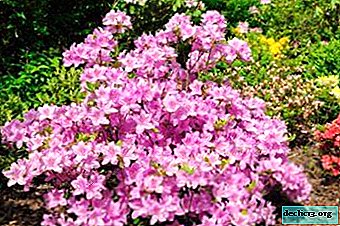 Varieties of Japanese azalea and care for them - Garden plants