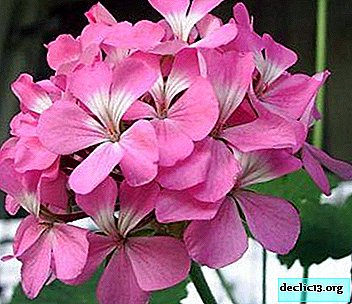 Variedades de pelargonium rosa: ¿cuáles requieren su atención?
