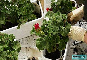 The composition of the soil for pelargonium. Landing Recommendations