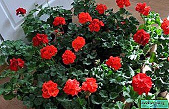 Tips for gardeners to root geraniums easily and without problems