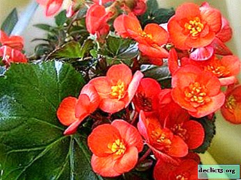 Blomsterhandlers tip til forplantning af begonier ved stiklinger derhjemme