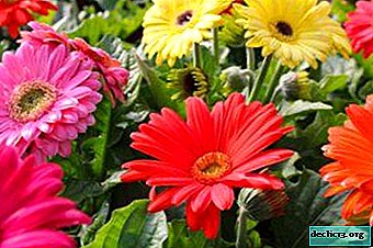 Tips for beginners: planting and caring for a garden gerbera