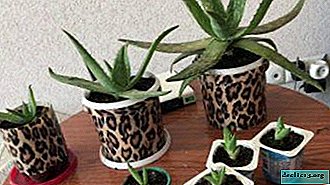 Expert advice on propagating aloe by the appendix - how to plant and care for the plant?