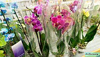 Tips and tricks on choosing the right orchid when buying