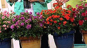 Padomi, kā pareizi laistīt istabas rozi podiņā, lai zieds augtu veselīgs un skaists
