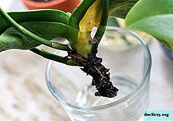 Tips for saving and growing roots of the Phalaenopsis orchid