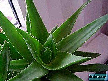 Tips for a beginner grower: aloe propagation by cuttings
