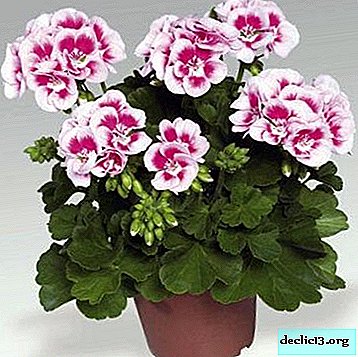 Tips for beginner gardeners: how to care for fragrant geraniums? Flower photo