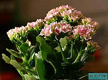 Tips for beginners: how to care for Kalanchoe so that it blooms?