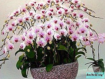 Tips from experienced gardeners: how to transplant an orchid into another pot?
