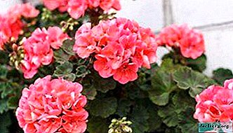 Tips from experienced gardeners, how to feed geraniums for lush flowering? - Home plants