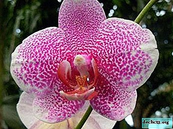 Nasveti izkušenih vrtnarjev: kdaj in kako najbolje presaditi orhidejo Phalaenopsis doma?