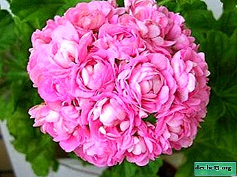 Dicas de jardineiros experientes sobre o cultivo de Anita pelargonium. Foto e descrição da flor