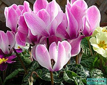 Tips for transplanting and caring for Persian cyclamen at home after purchase
