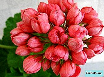 نصائح للزراعة ورعاية Pelargonium باتريشيا أندريا من البستانيين ذوي الخبرة