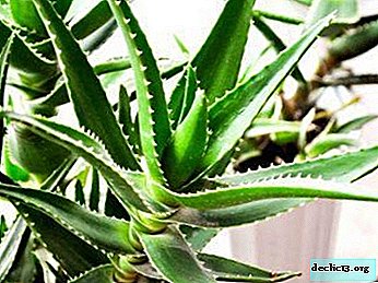 Tips for planting succulents: what are the secrets of growing aloe from seeds?