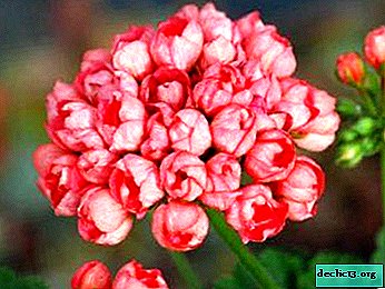 Dicas para o cuidado e cultivo de pelargonium Red Pandora em forma de tulipa. Foto de flor