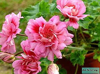 Pelargonium Rose Zonartik priežiūros ir auginimo patarimai