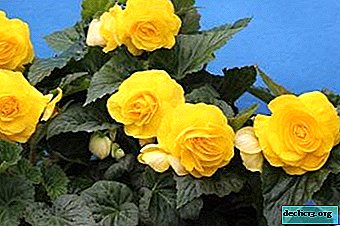 Potted Begonia Care Tips - Keeping Your Plant Healthy for Long
