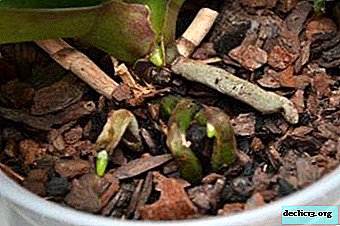 Tips for valg av jord for orkideer: hvordan og i hvilket underlag kan en plante bli transplantert?