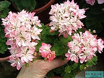 Petua untuk membesar dan menjaga Pelargonium Stellate. Foto bunga