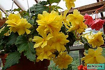 Tips for growing and caring for yellow pelargonium. Flower photo
