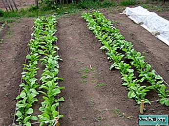 Compatibility of radish with other crops: after which and with what to plant a vegetable and why? - Vegetable growing