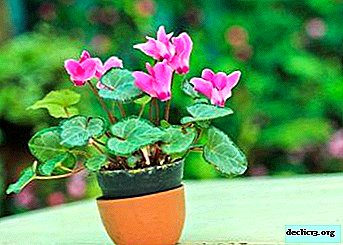 We create conditions for the flowering of cyclamen - how and with what to feed the plant? - Home plants
