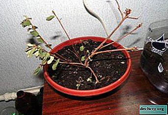 Shranite azalejo - zakaj rastlina spusti listje in kaj storiti, da rešite težavo?