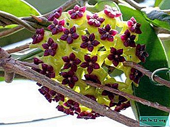 Redd blomsten. Hvorfor blir hoya-blader gule og faller, hvilke andre sykdommer er det og hvordan takle skadedyr?