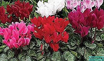 Save the plant from wilting: what to do if cyclamen withered?