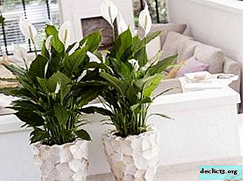 Spathiphyllum or Feminine happiness - how to properly transplant a plant?