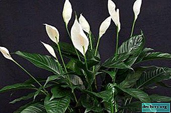 Spathiphyllum: hogyan lehet ültetni magokkal vagy palántákkal? Folyamat-utasítás és további gondozás