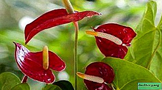 The list of reasons why Anthurium flowers are pale, small and nondescript. Features of plant care