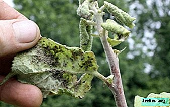 Måter å takle bladlus på frukttrær på