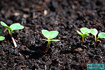 Načini sajenja semen redkev. Kako gojiti sadike na vrtu, v rastlinjaku in doma?