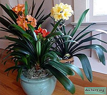 Methods of clivia propagation at home. Planting Guide