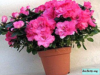 Methods of propagation of Azalea at home: from cuttings to dividing the bush