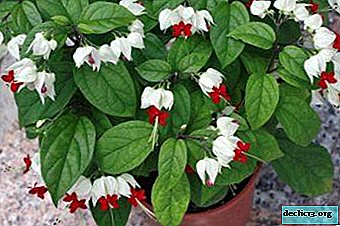 Methods of propagating clerodendrum at home