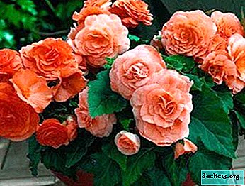 Methods of propagation of tuberous begonia at home