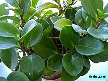 Methods of reproduction of the roomy beauty of peperomia and features of care after rooting