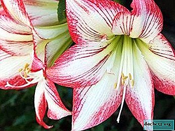 Comparación de amaryllis e hippeastrum: descripción de plantas, fotos y diferencias