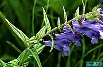 The oldest of the plants is the Baikal skullcap. Description, photos and rules for growing shrubs
