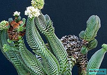 การตกแต่งที่มีสไตล์ของคอลเลกชันของ succulents - Crassula "วัดของพระพุทธเจ้า" (วัดของพระพุทธเจ้า) ภาพถ่าย, คำอธิบาย, การเพาะปลูก