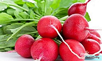 Vaut-il la peine de manger un radis contre la goutte et comment le remplacer? - Culture de légumes