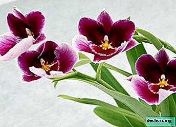Anak panah orkid telah pudar: apa yang perlu dilakukan dengan peduncle dan bagaimana untuk menjaga kilang?